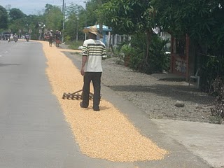 Raking out the corn & rice to dry, then later it will be gathered up and taken to be milled... Raking out the corn & rice to dry, then later it will be gathered up and taken to be milled...