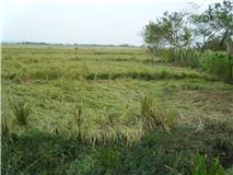 The rice crop is destroyed which has been the biggest toll for the people of the Philippines Cauayan Mission Area The rice crop is destroyed which has been the biggest toll for the people of the Philippines Cauayan Mission Area